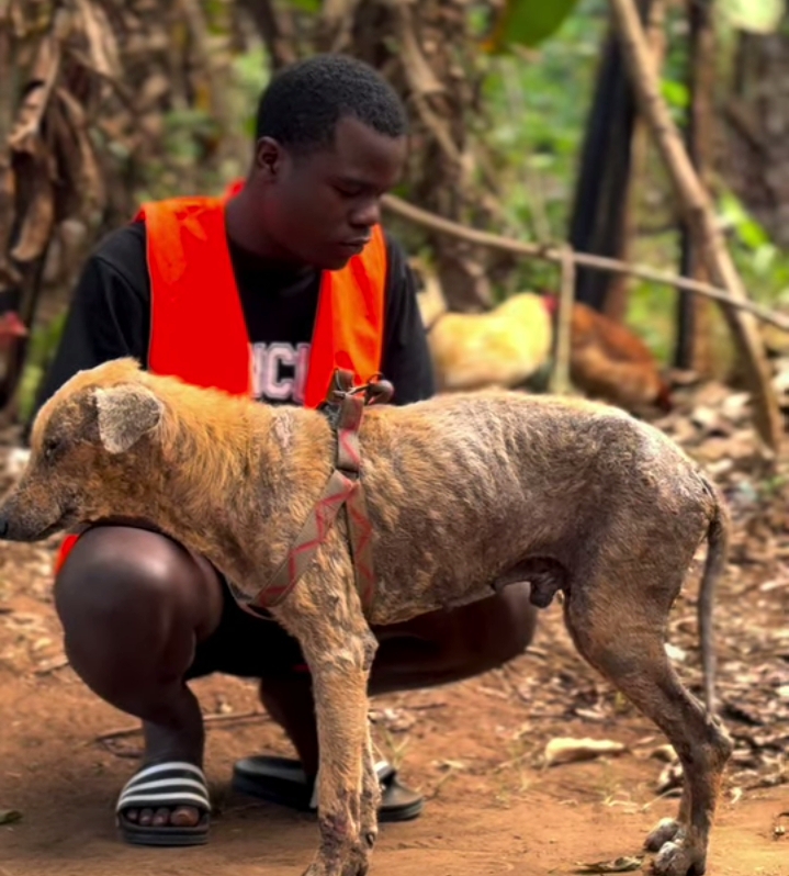 Help Max Heal: Urgent Treatment Needed"