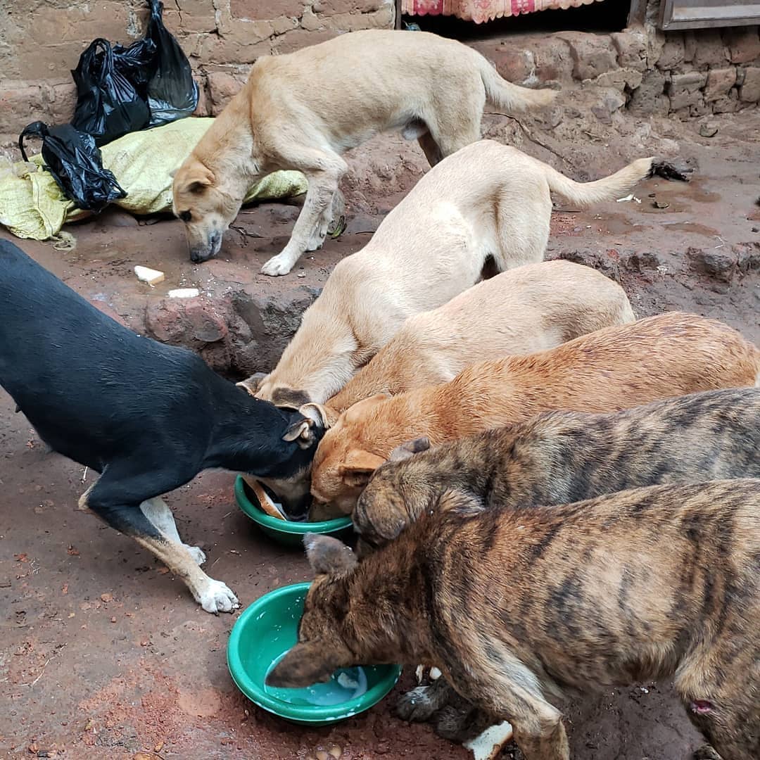 Help Us Give Uganda Abandoned Dogs and Cats a Second Chance