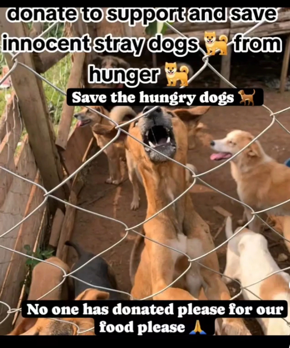 Save stray dogs