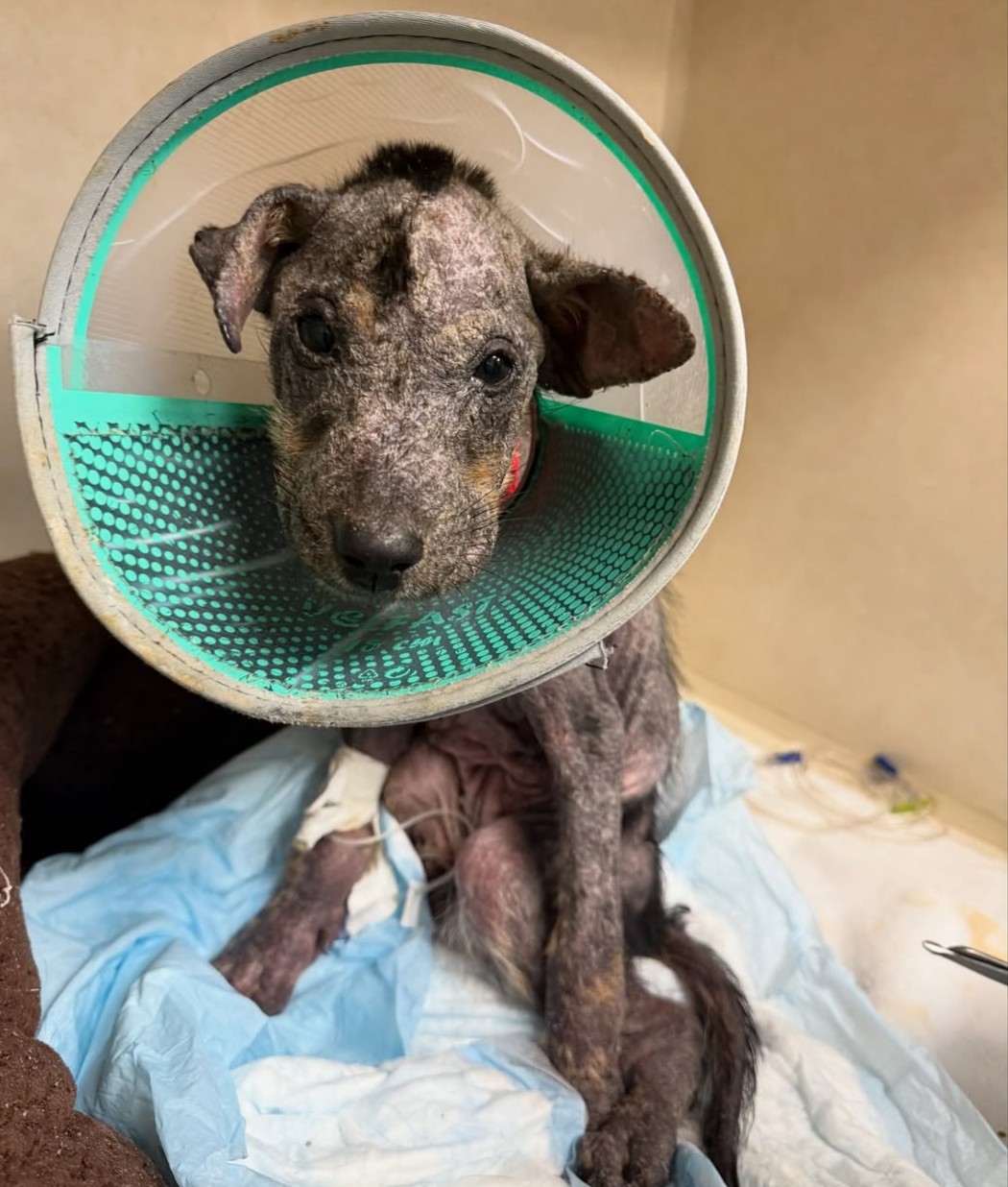 Saving little Benny's life to heal cancer 