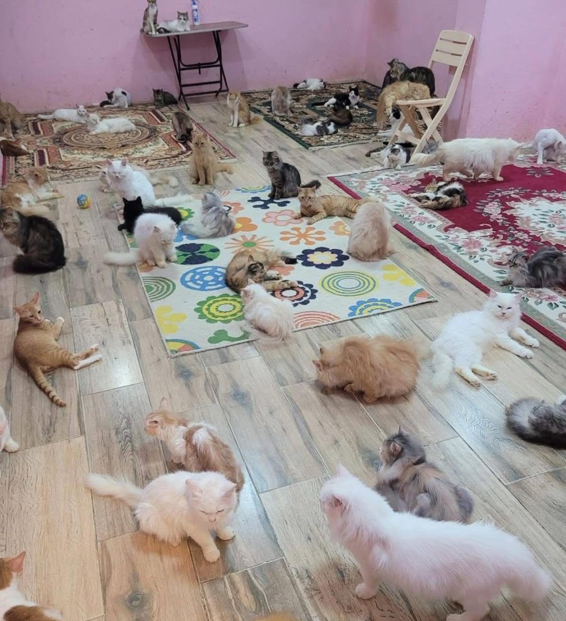 CATS RESCUE SANCTUARY 