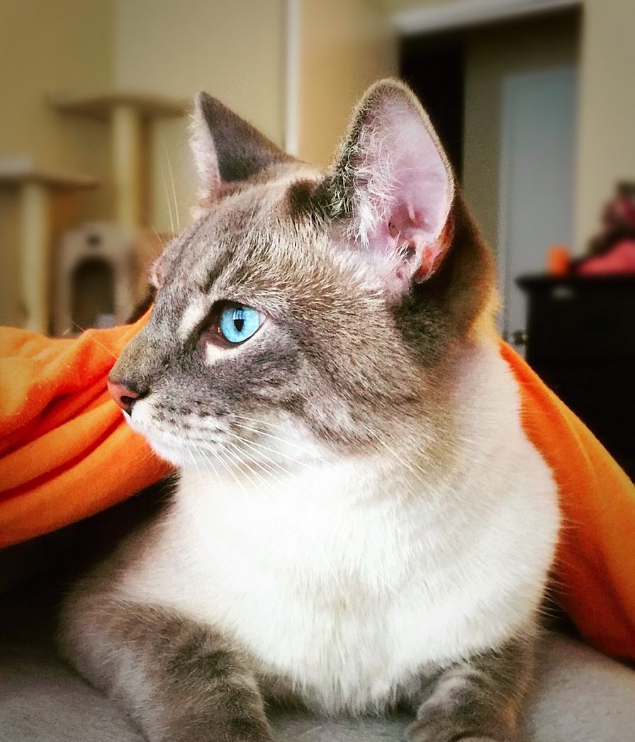 Lawrence carl cats rescue 