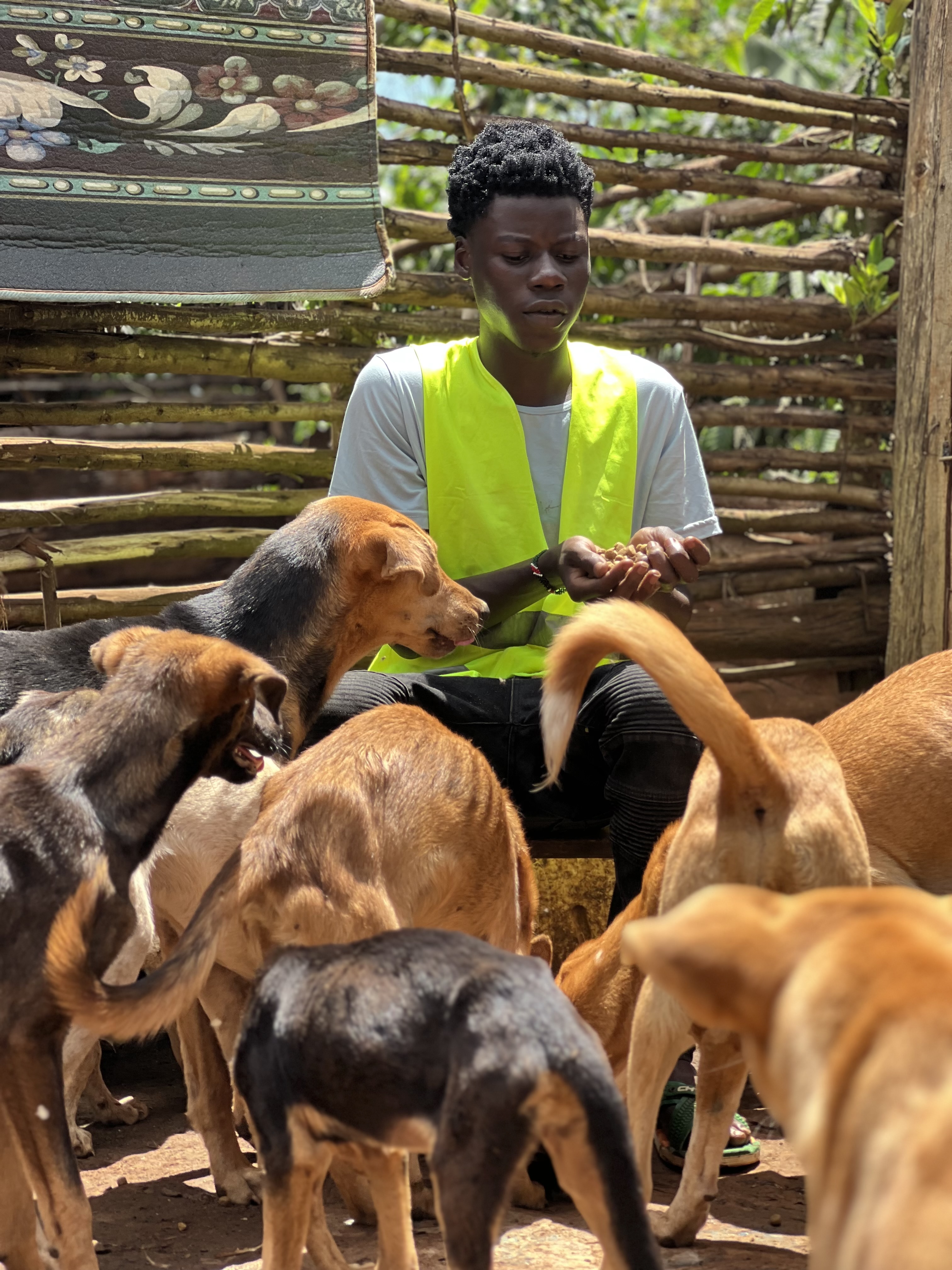 Help take care of abandoned and abused dogs