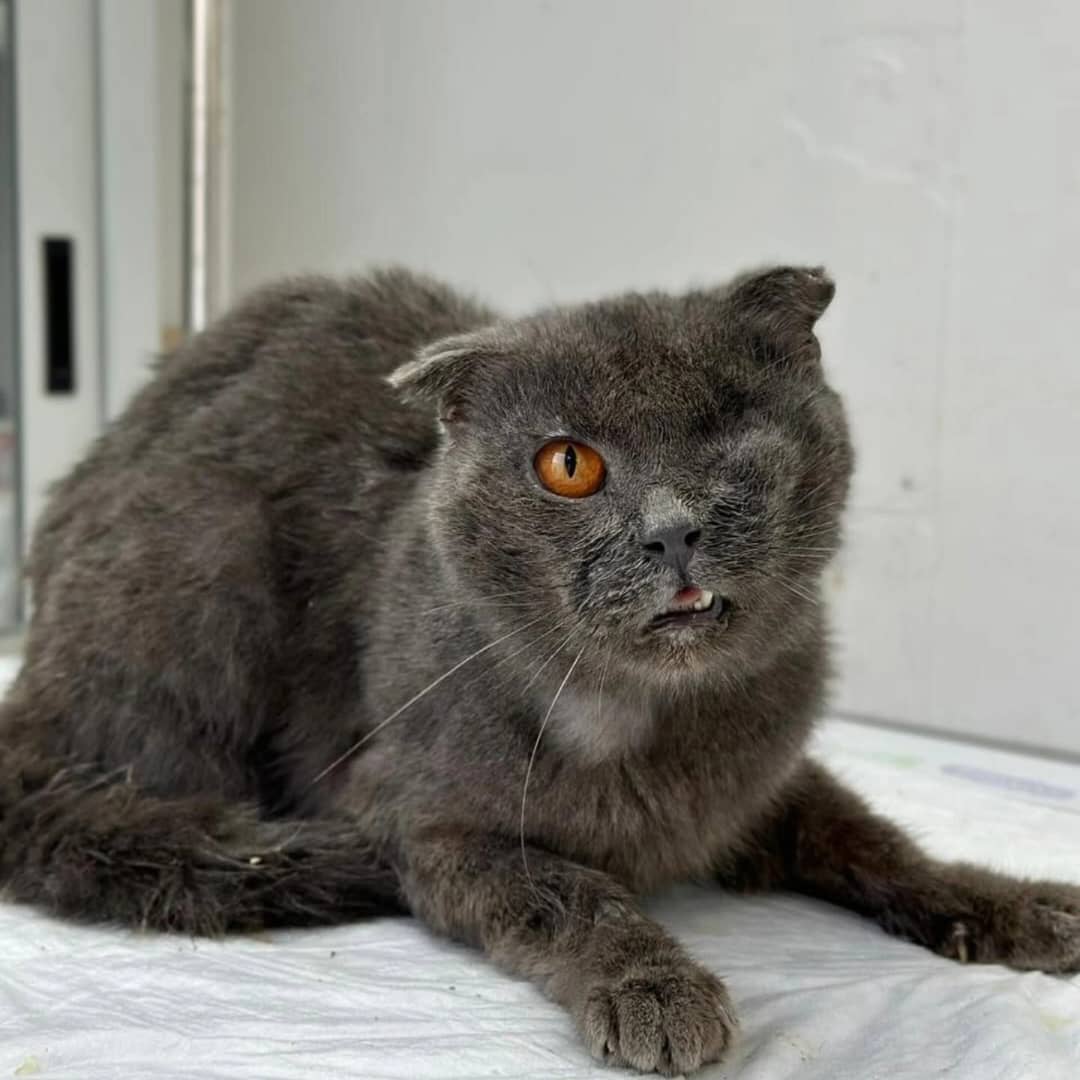 SAVE AND RESCUE ANIMALS IN TOO ONE SHELTER  