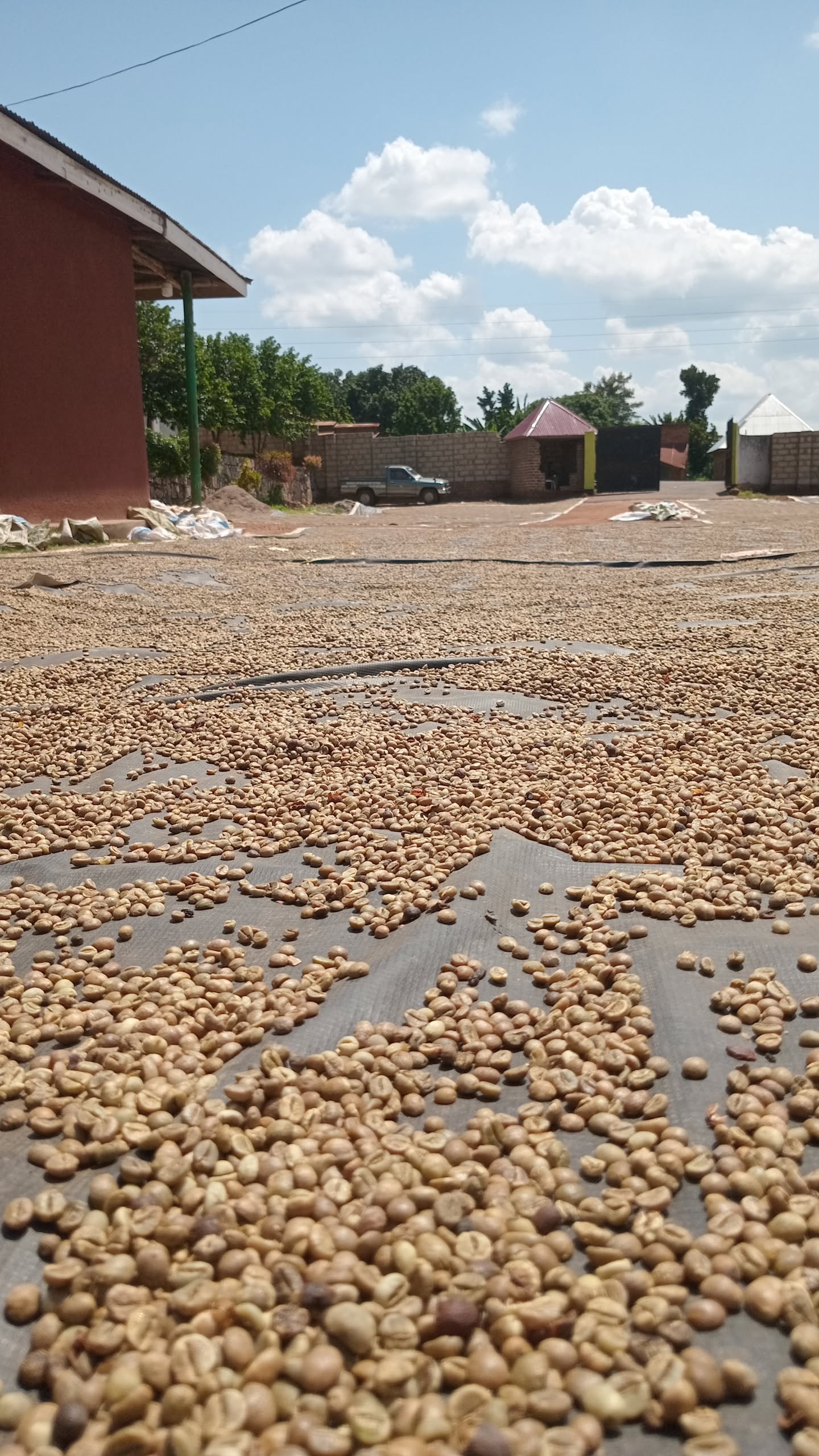 Educating and Supporting the Ugandan local  coffee  farmers.
