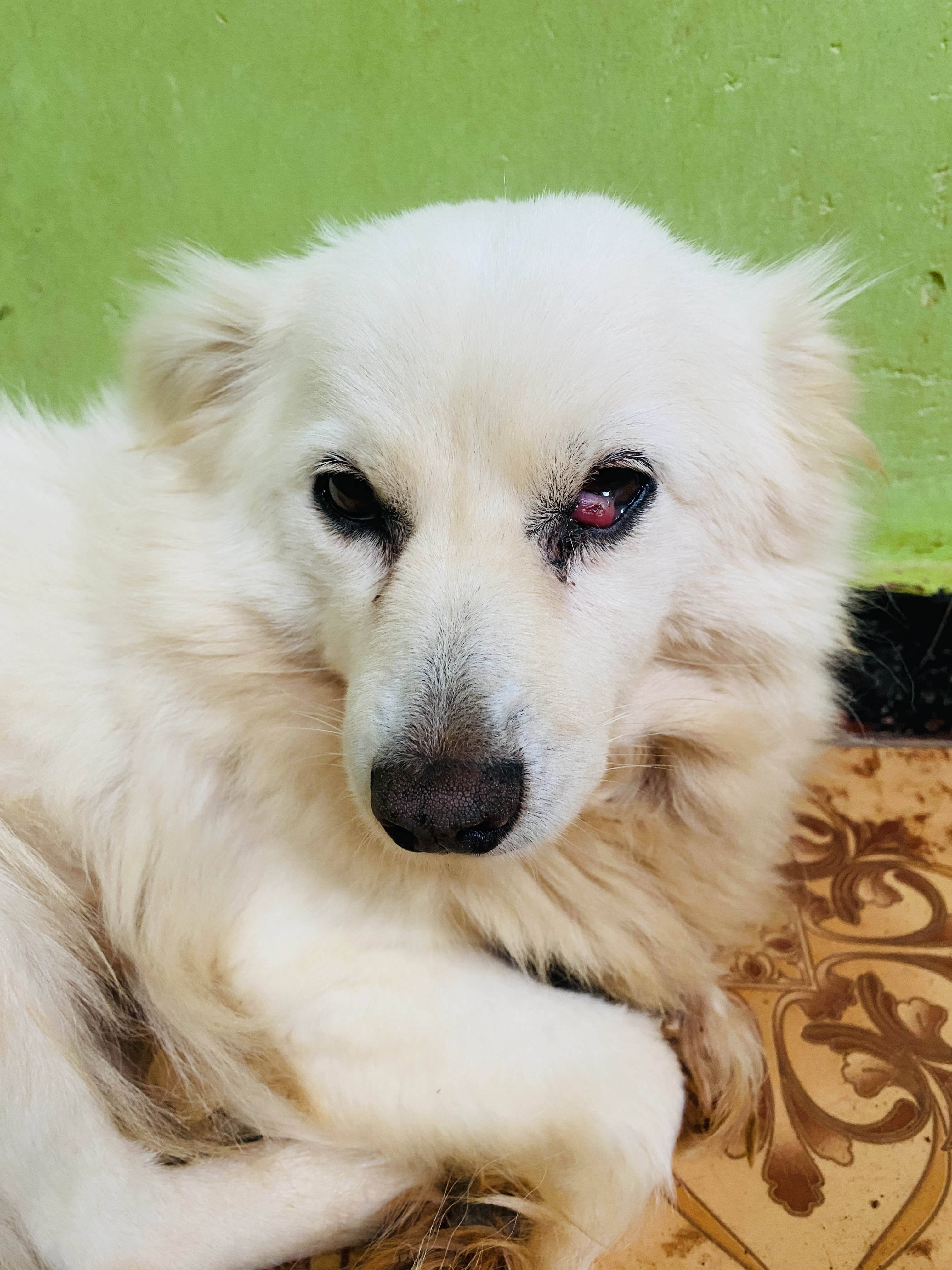 Urgent Help Needed, Save Trisha’s Sight
