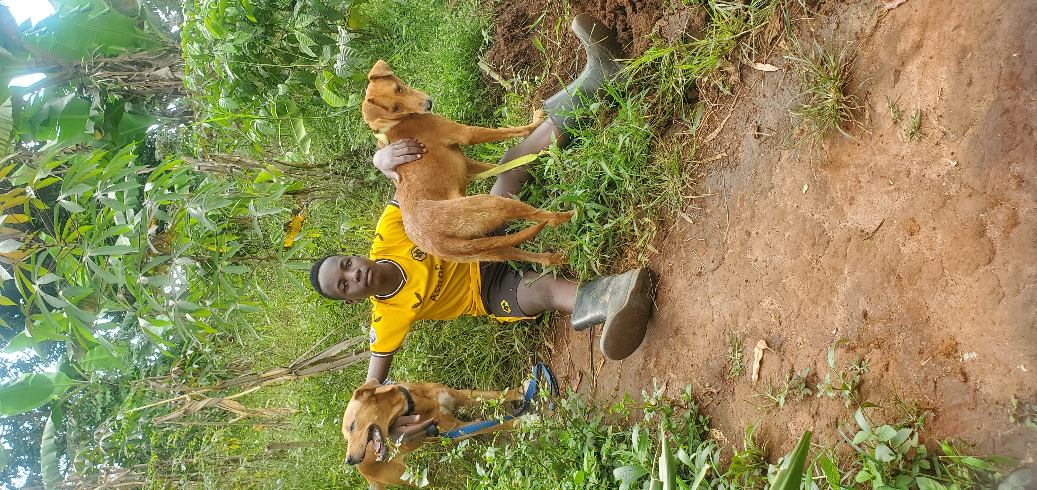 HELP ANIMAL RESCUE DOGS TO FEED MANY DOGS