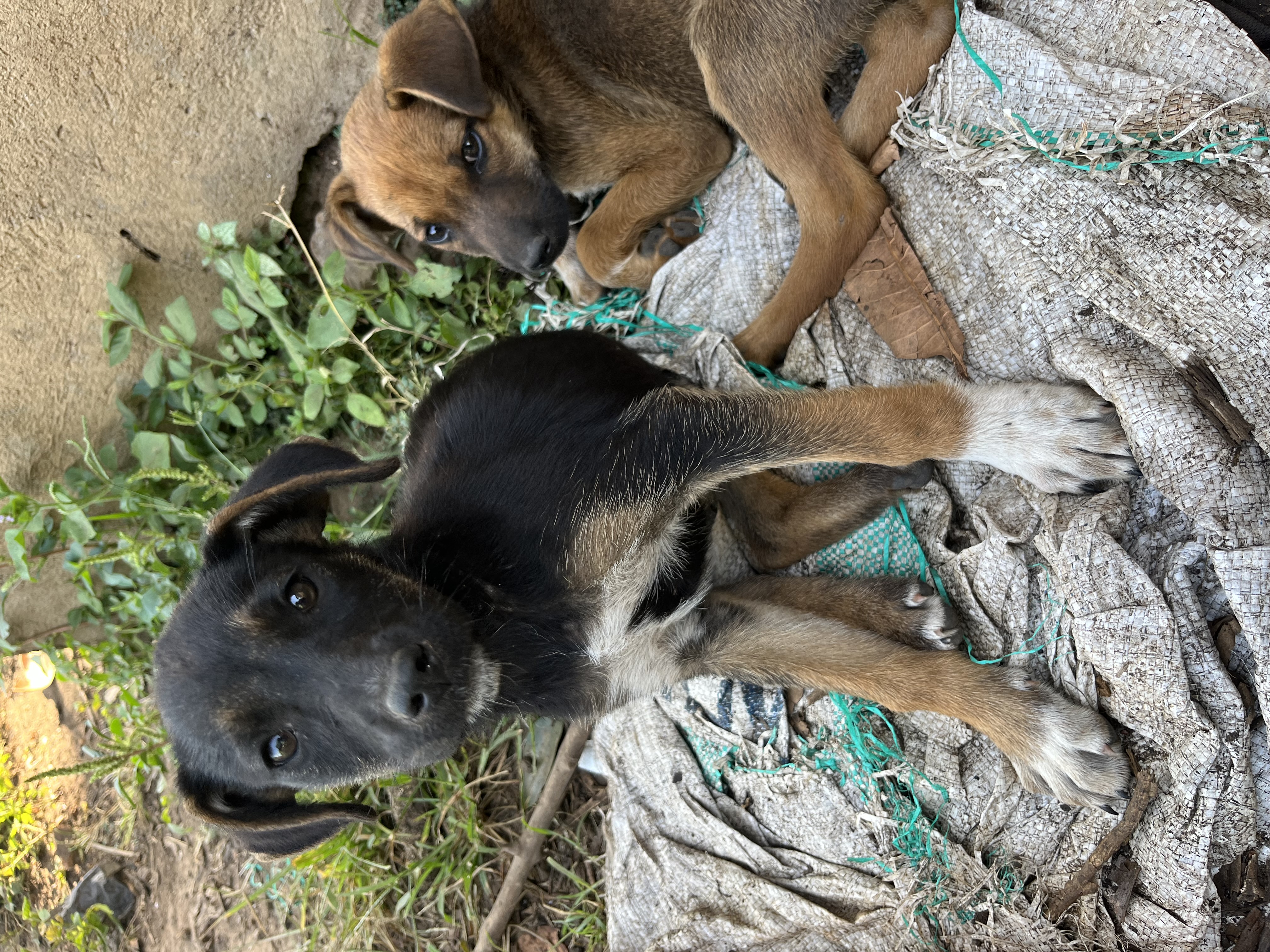 Food and treatment bills 