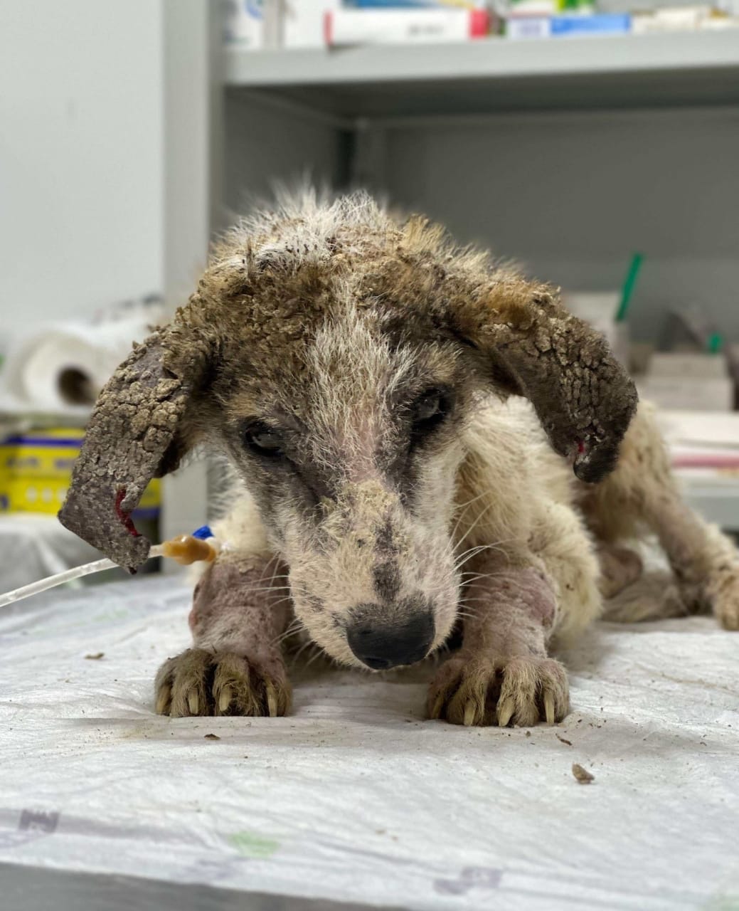 Help joy to get a sugary and vaccination