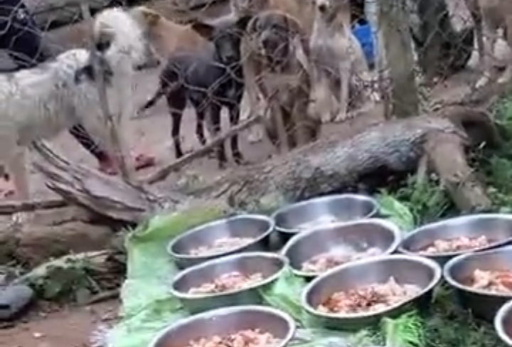 HELPING IN THE VACCINATION OF OUR DEAR PAWS.