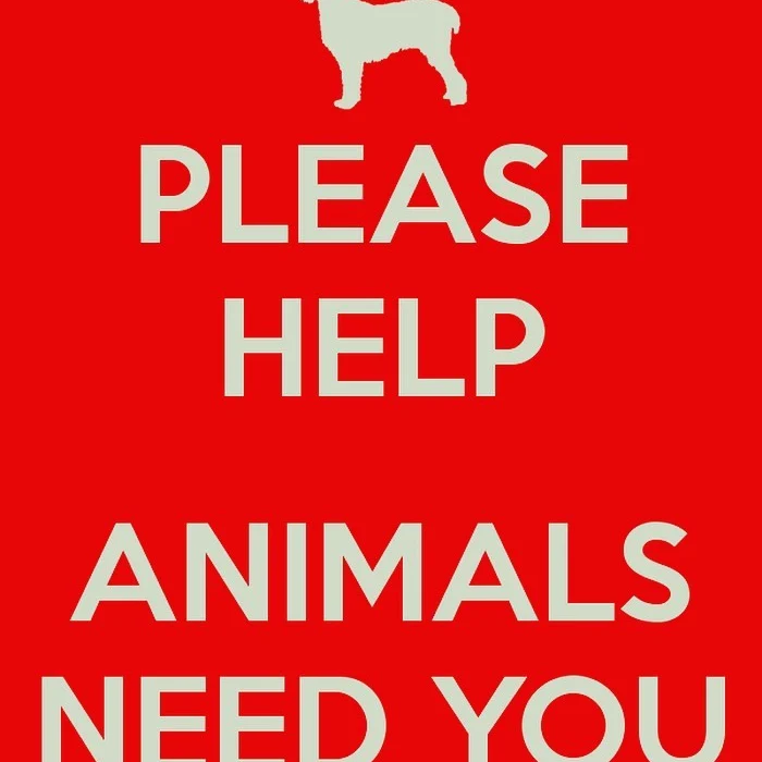 LET'S FEED  VOICELESS  PETS ❤️ 