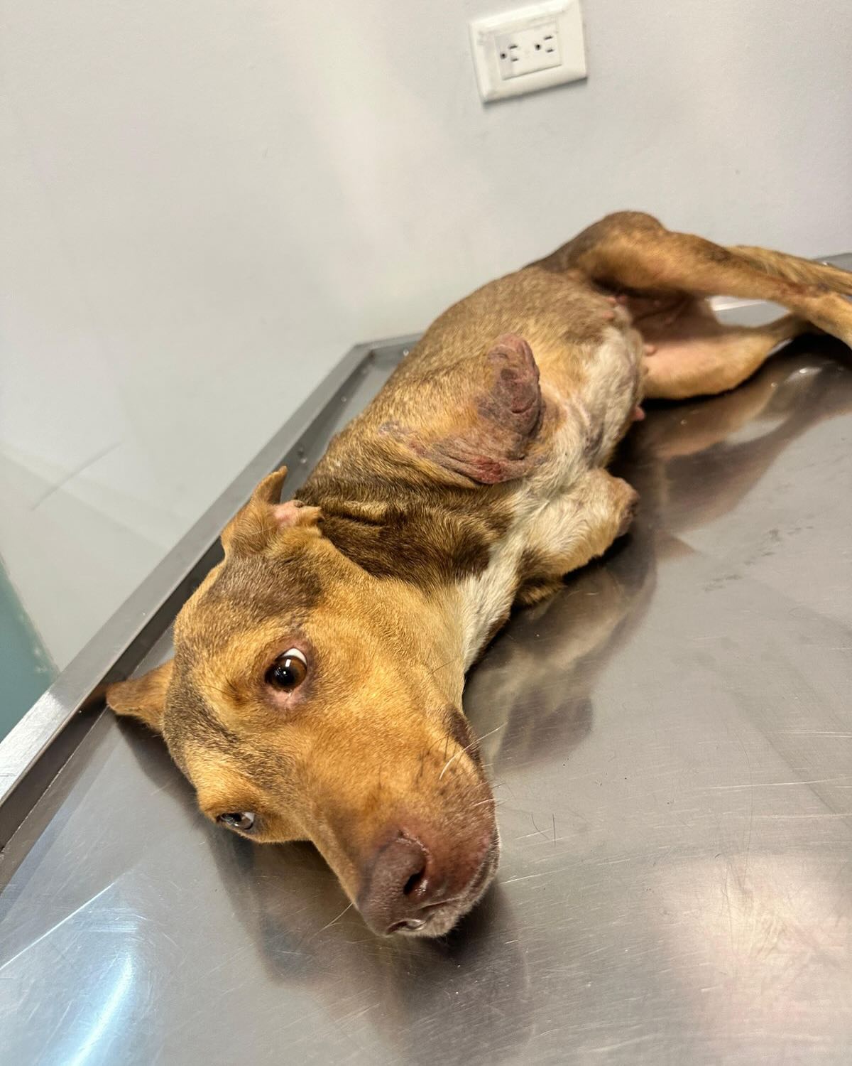 HELP GET ATHENA A WHEELCHAIR 