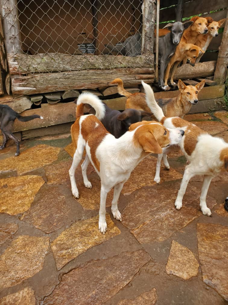 All dogs need a chance to survive 