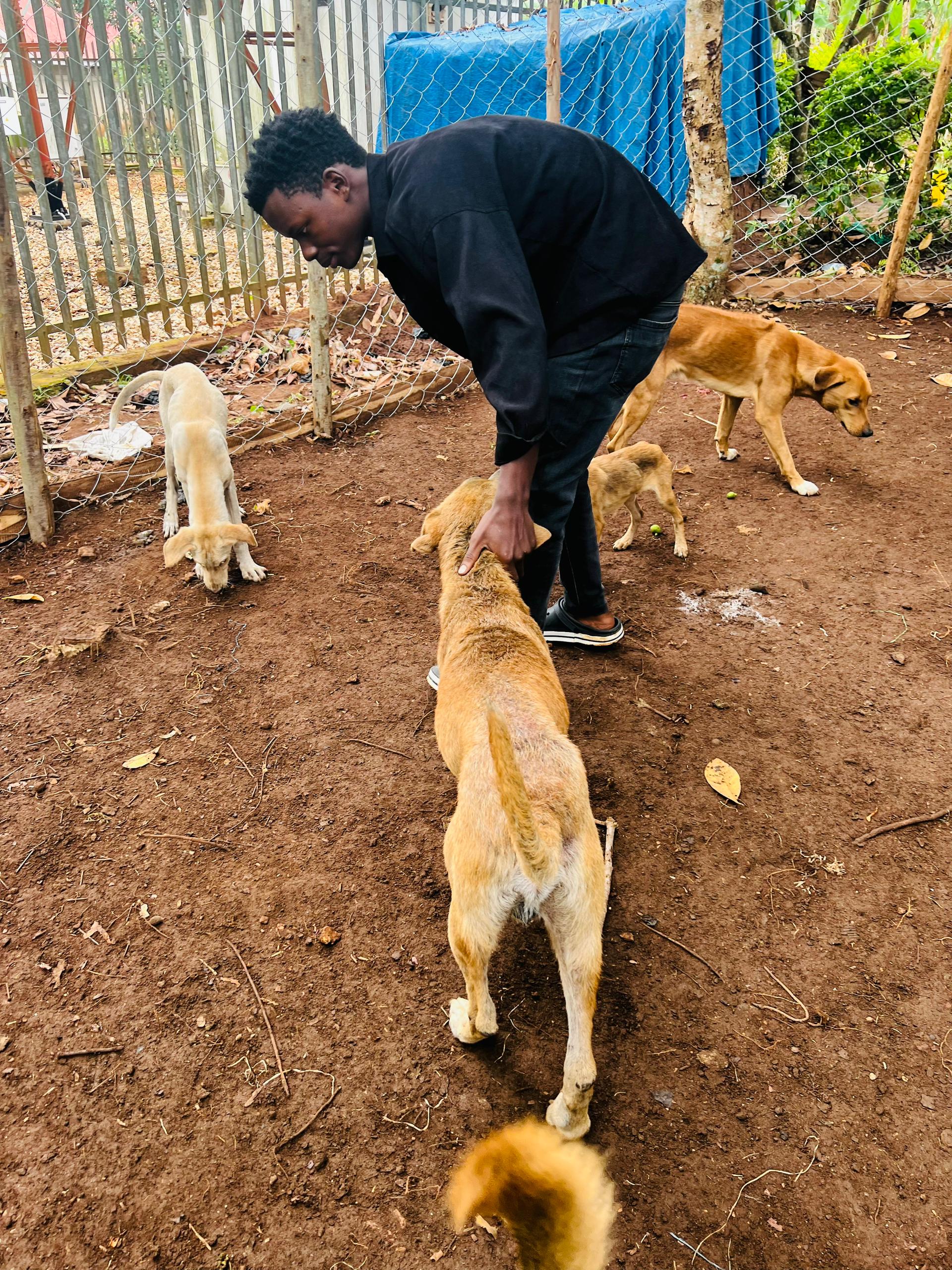 Saving stray dogs and giving them a second chance to live and thrive. 