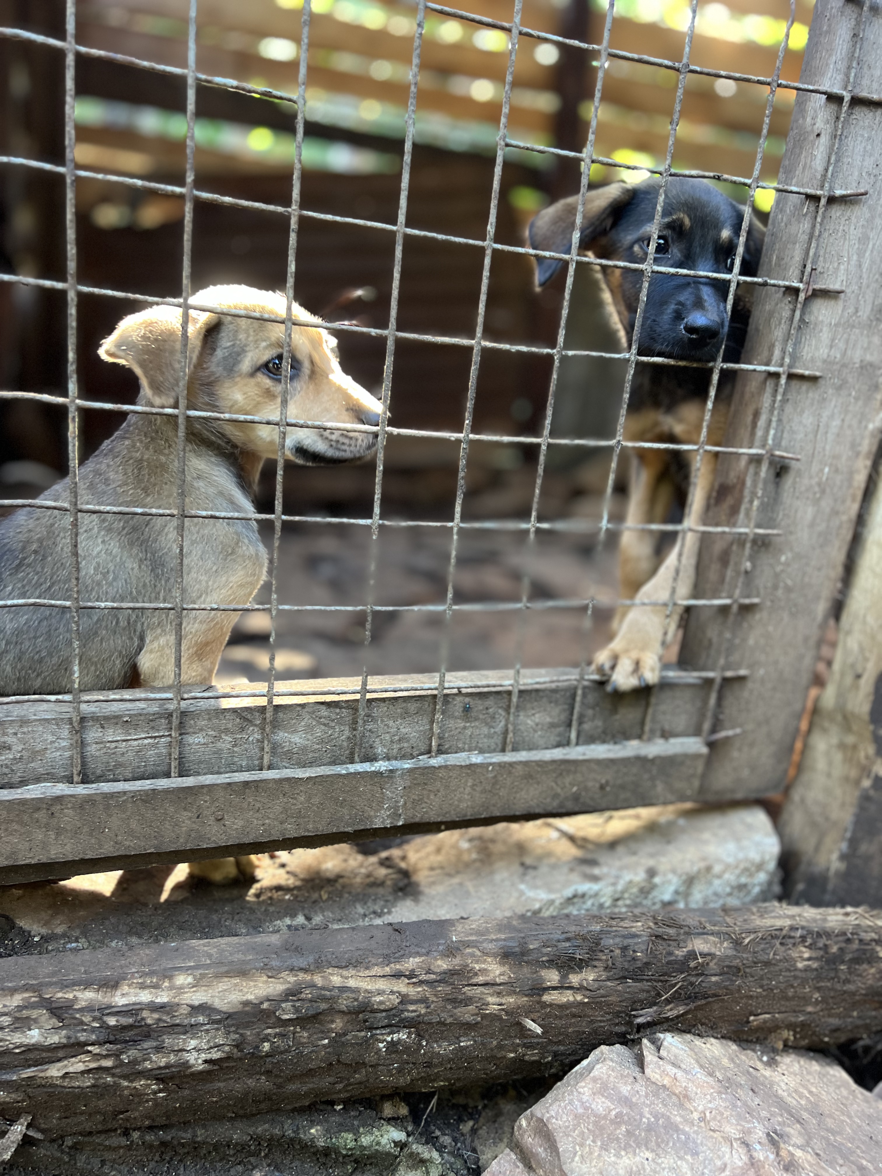 CAMP FOR DOG RESCUE  KASSANDA