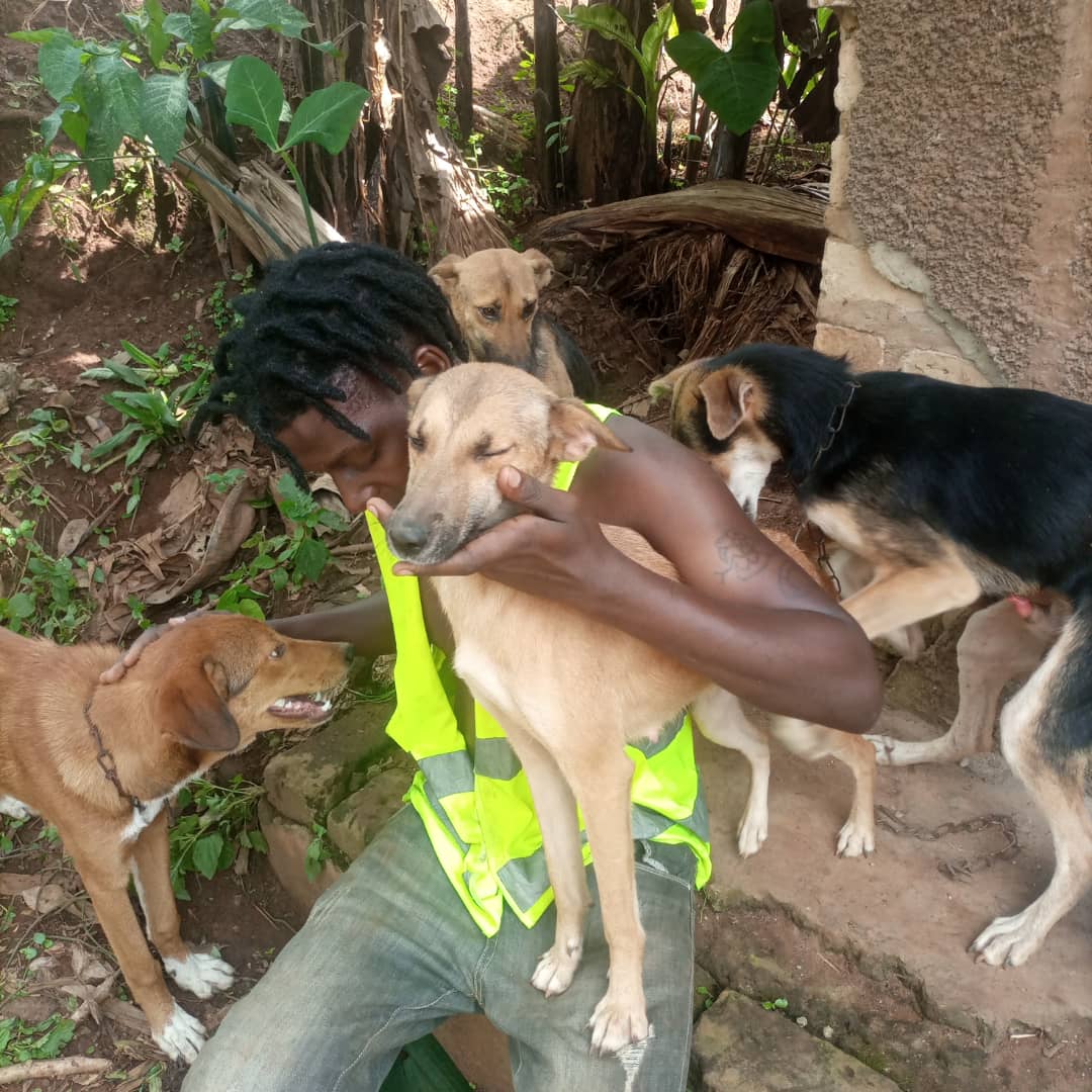 Save juma dogs rescue shelter 