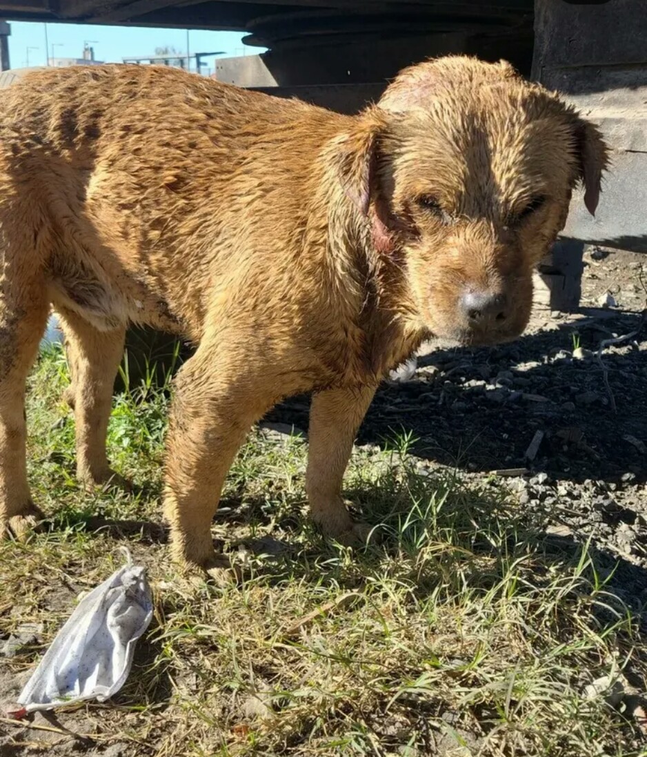 Pawsitive change: support patilerinhikayesi dogs shelter and rescue