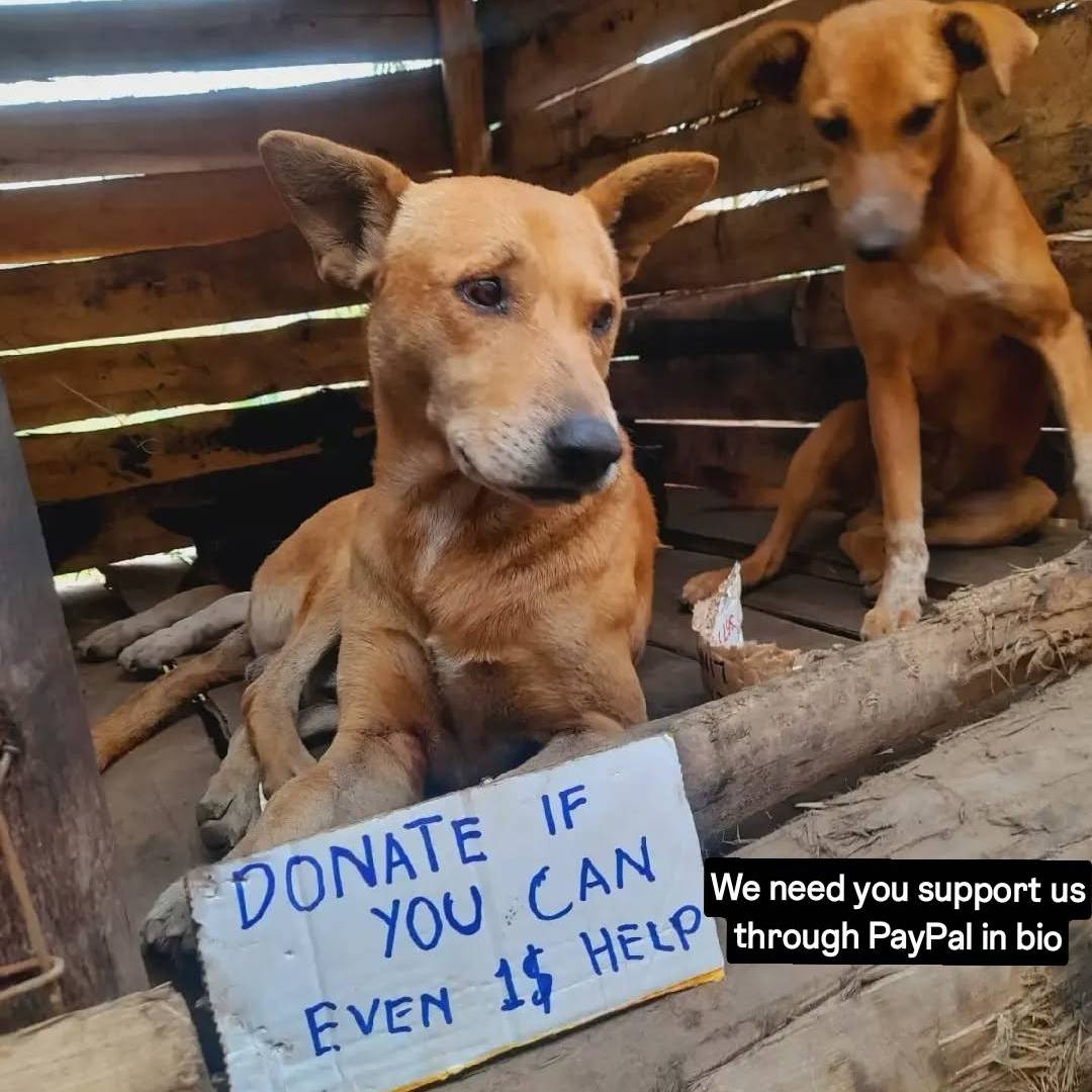FEEDING DOGS IN SHELTER