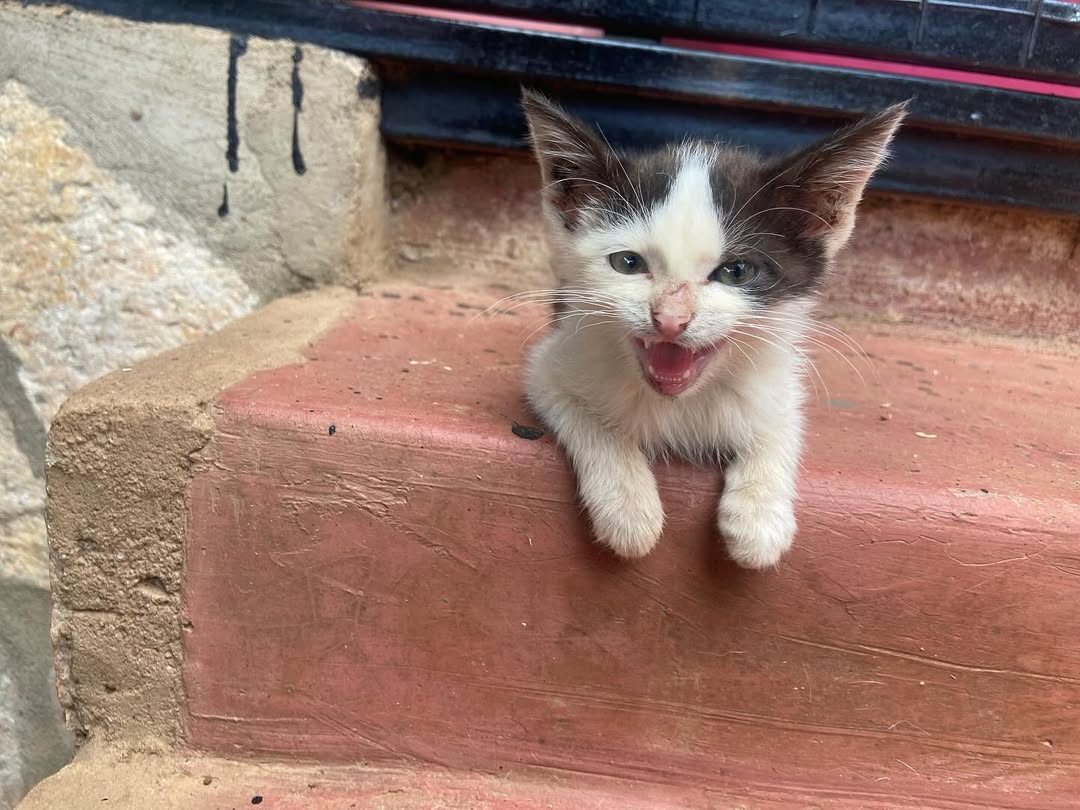 HELP MY CATS IN UGANDA 