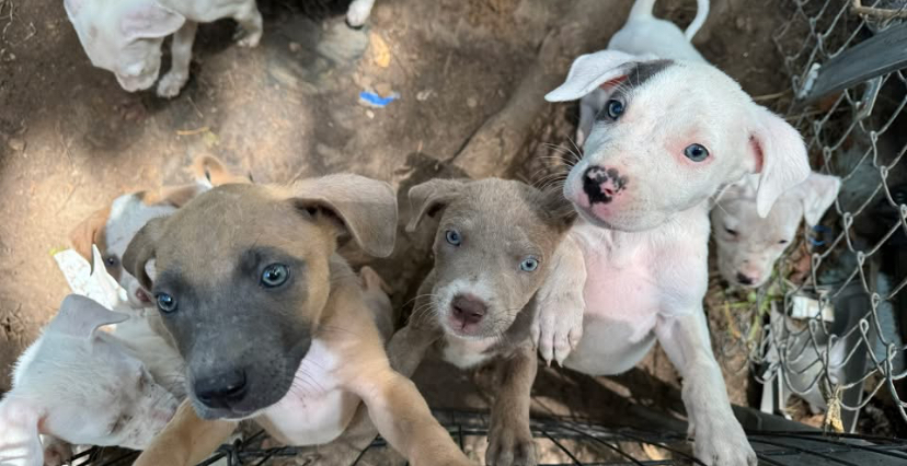 SPAY AND NEUTER FUND