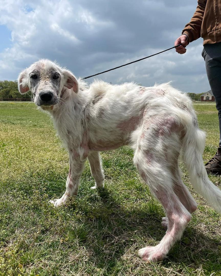 Help Us Care For Abandoned Dogs