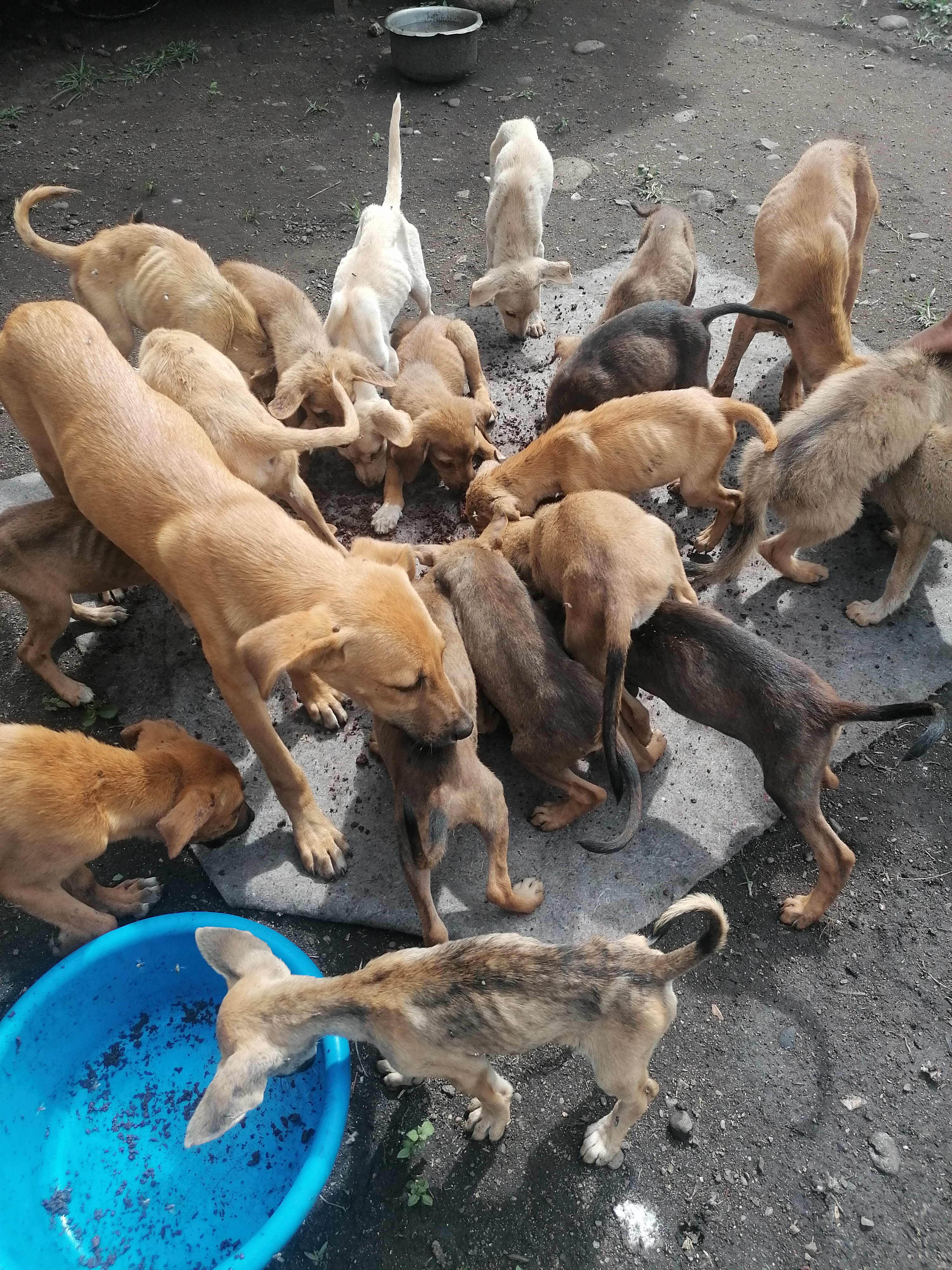 FOOD & VET FUNDS NEEDED 