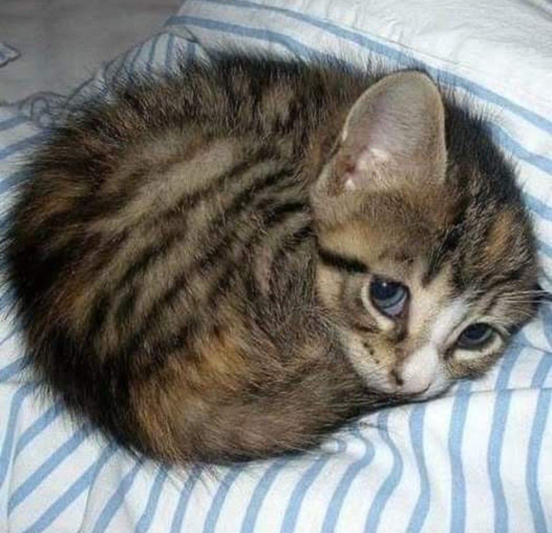 Help us provide medical treatment and meals for cats 