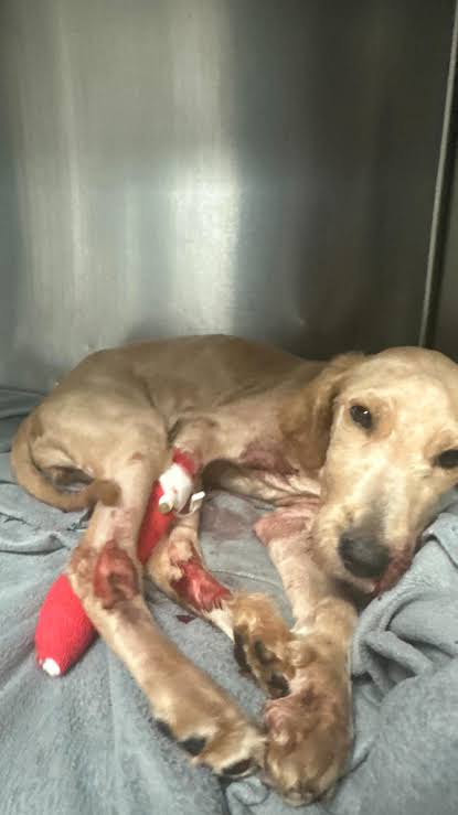 Help dogs get shelter and food