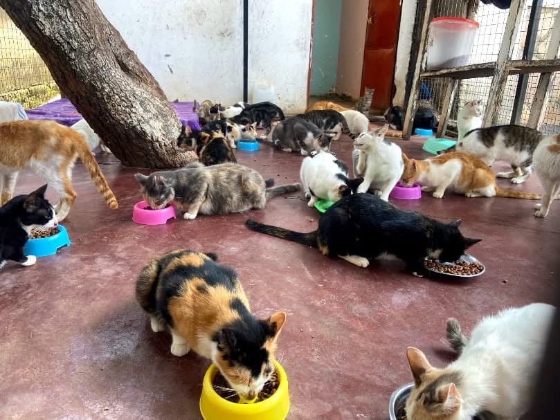 For the Sick, Starving & Abandoned cats  