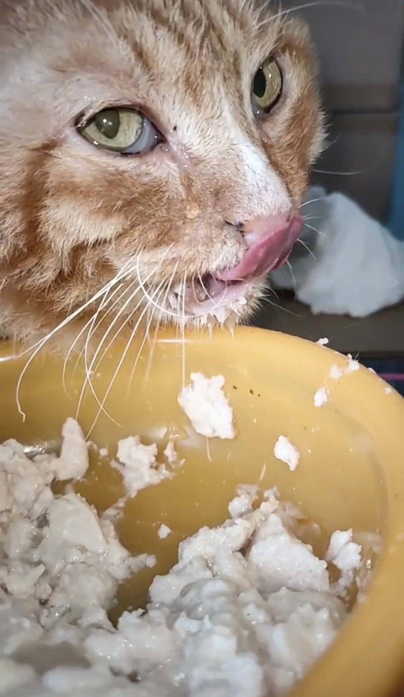 Emergency Help Needed for Our Cats!