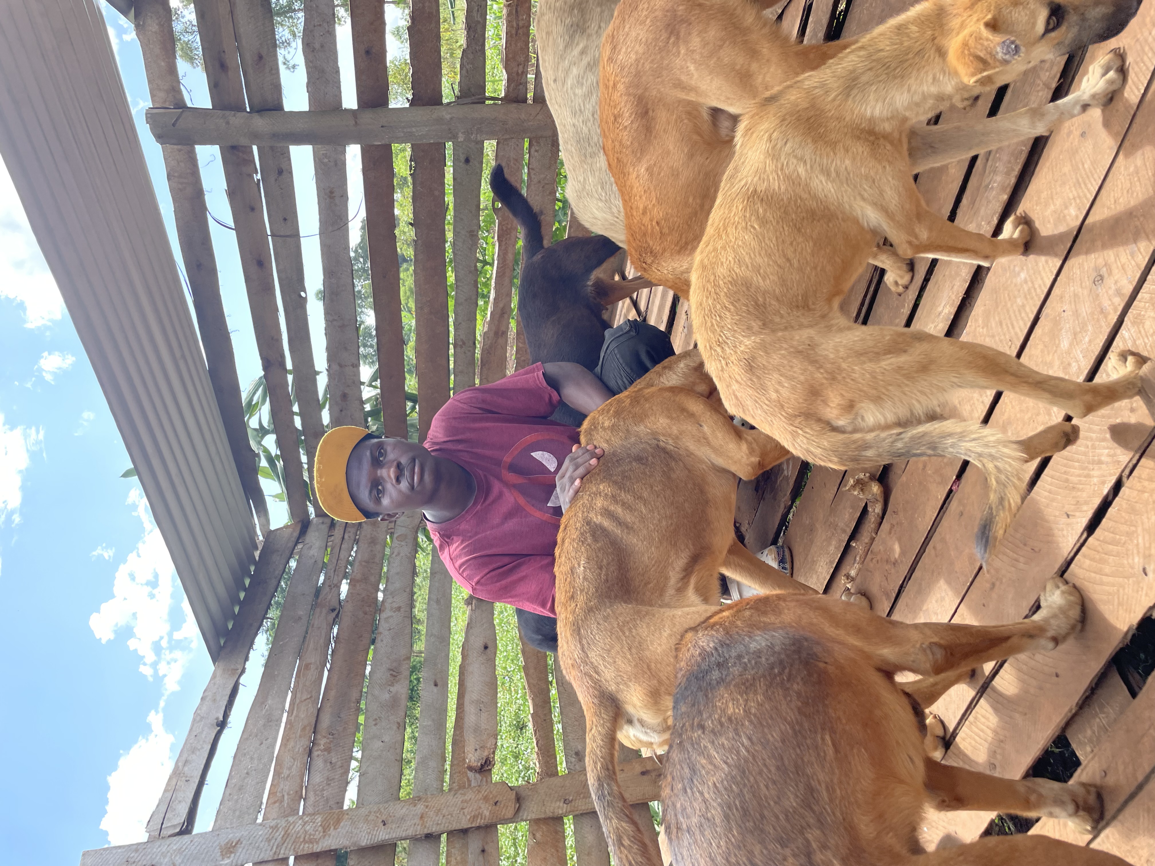 To save suffering dogs