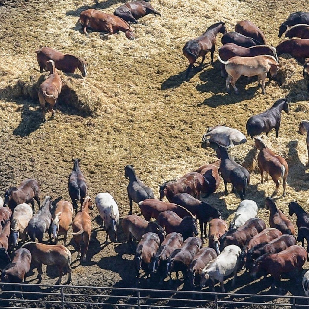 SAVE HORSES  FROM  SLAUGHTER 