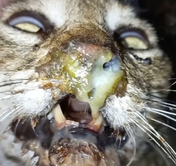 PLEDGE TO SAVE BABY ELTON 