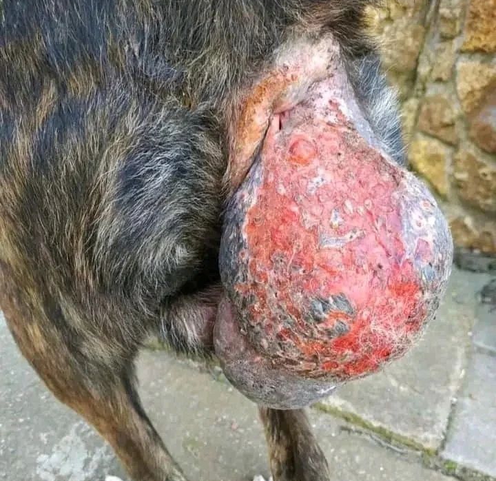 PLEDGE TO ADOPT AND RESCUE STREET DOGS