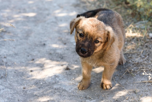Love,adopt stray puppies 