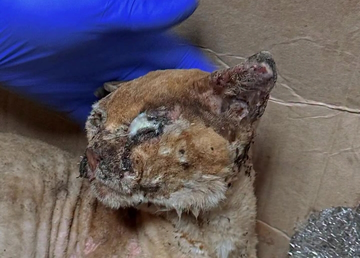 DONATING AND SUPPORTING INJURED CATS