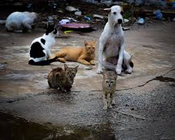 The Sad Reality of Homeless Dogs and Cats 