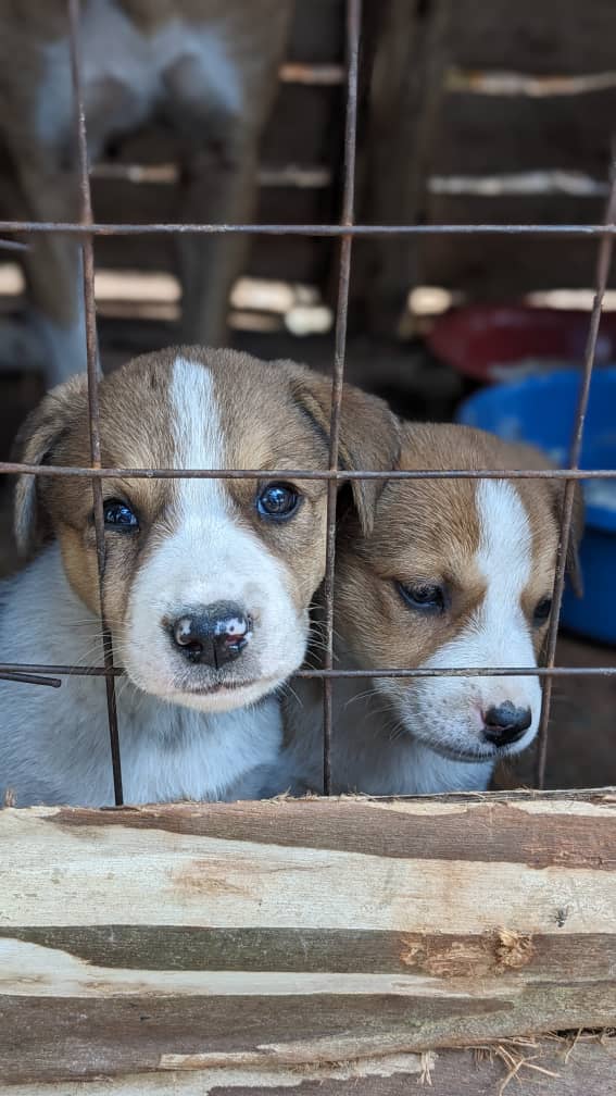 Help Ian feed over 40 stray dogs 