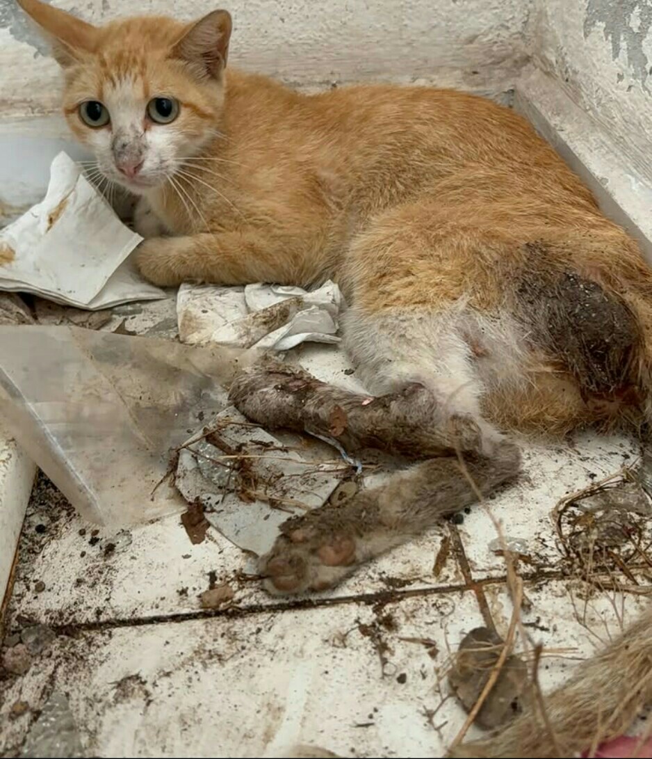 SUPPORT VUCJAK CAT'S SHELTER