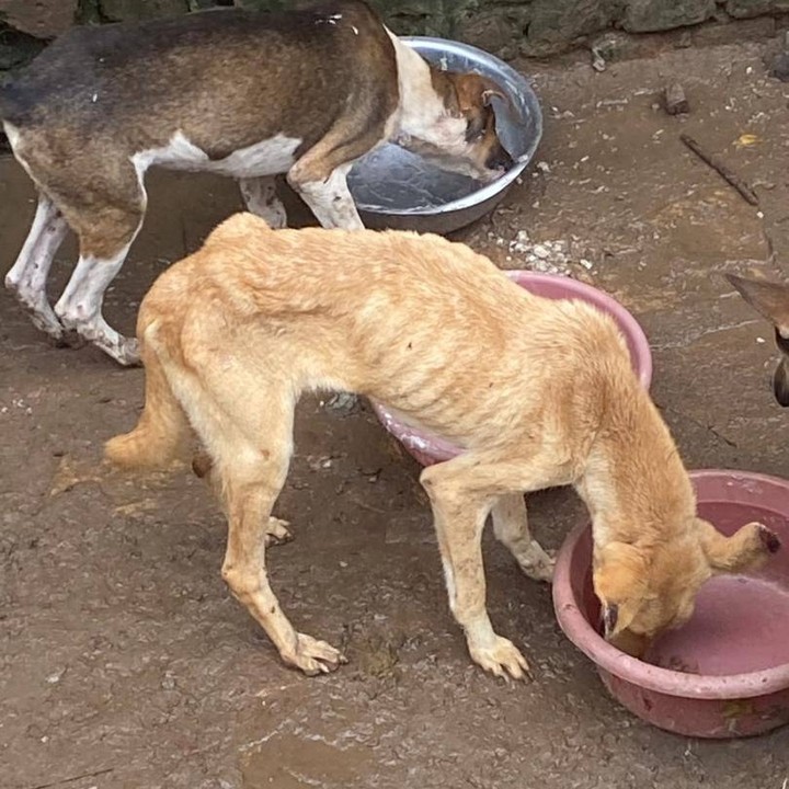 Helping homeless dogs and cats to get where to stay