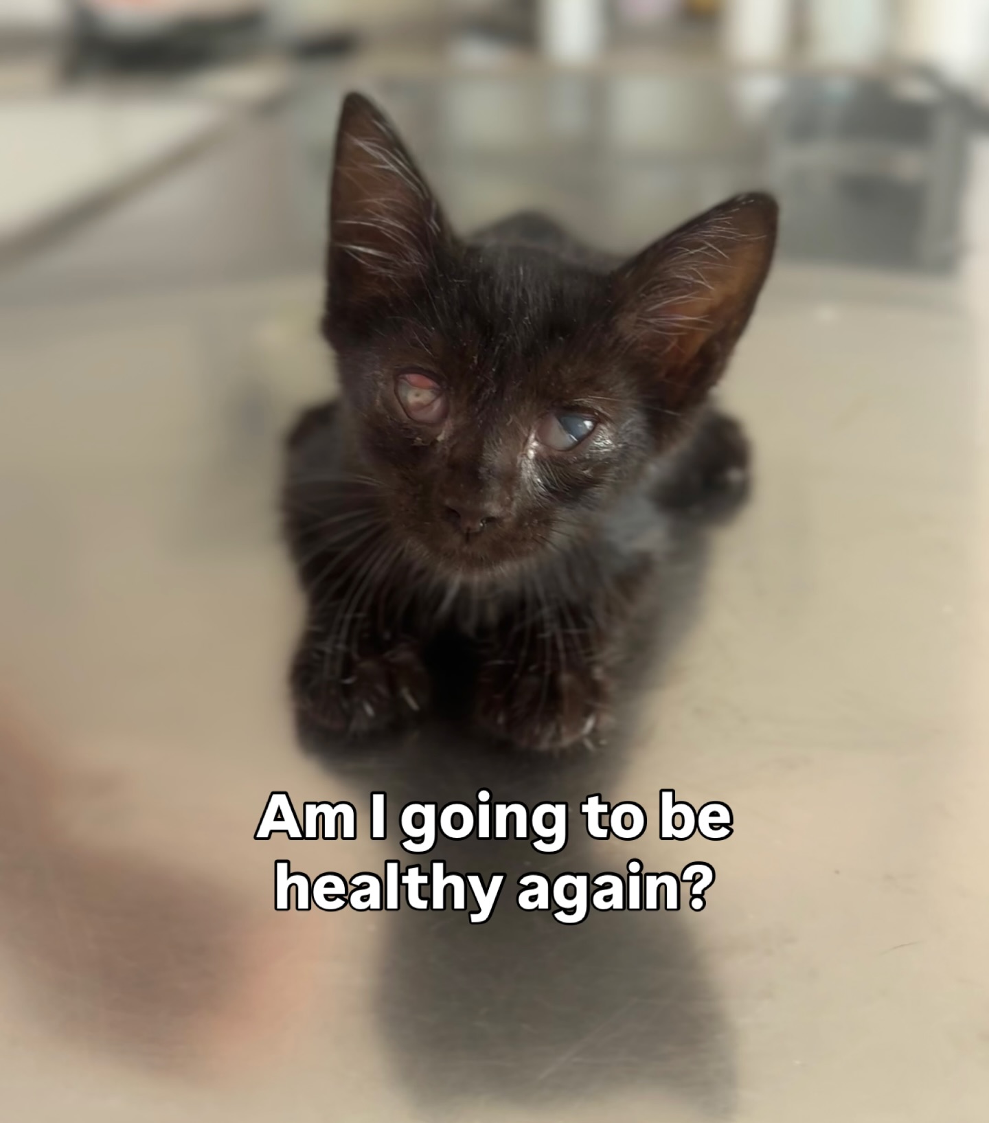 Raise fund to construction cats shelter