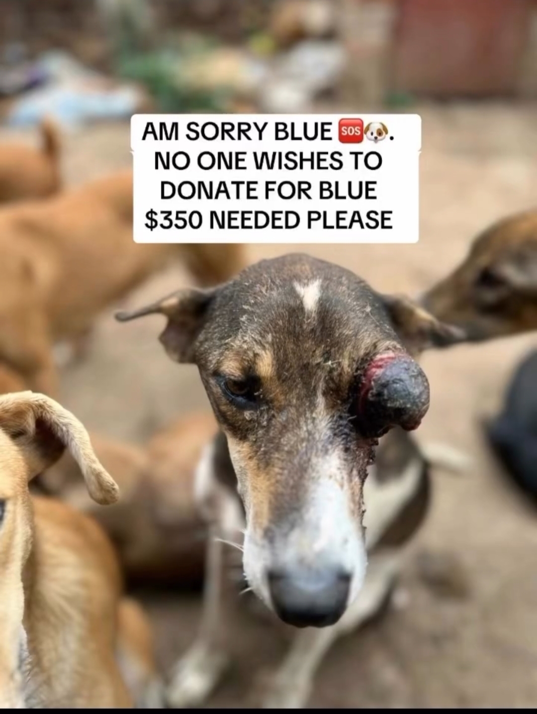 Collecting funds to treat this young dog