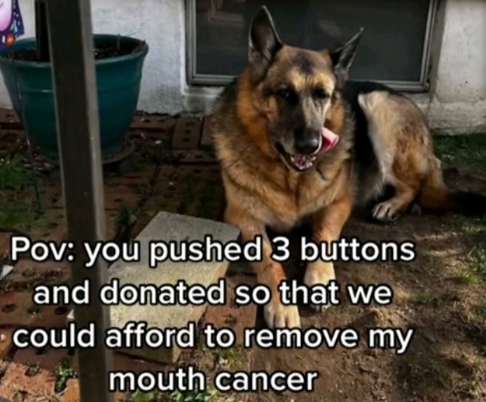 Help Jagger Fight Cancer 