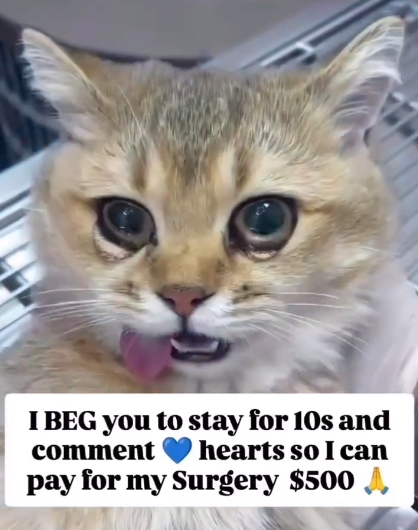 Hope for hopeless pets