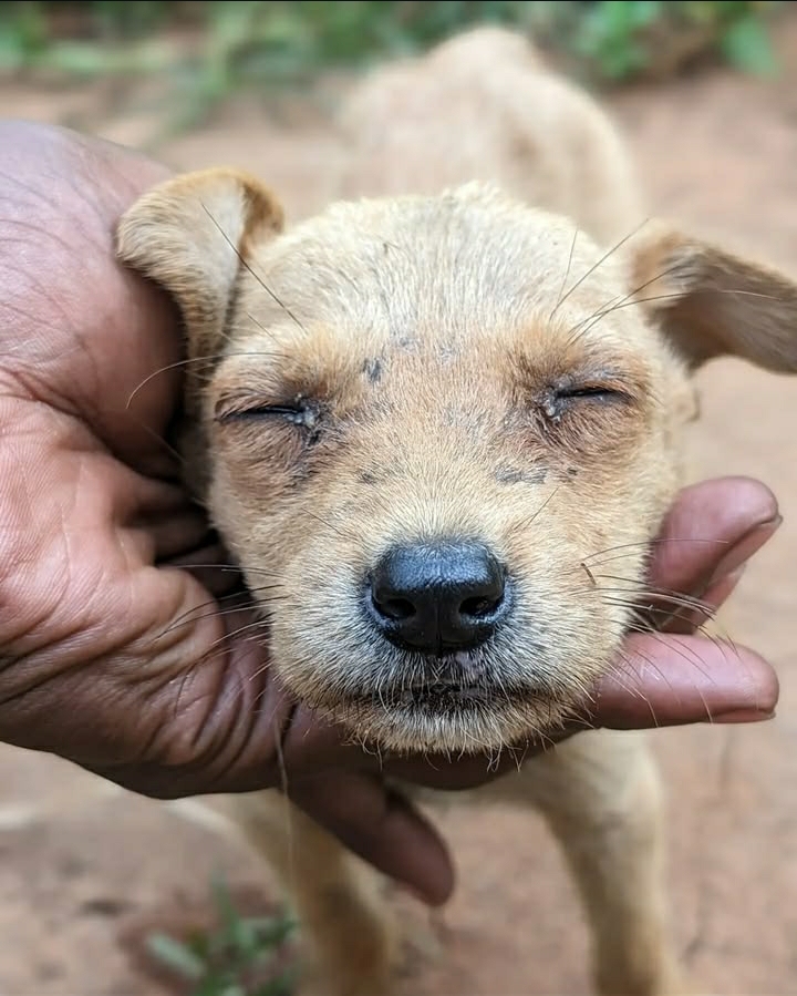 BE THIER HERO _ support paws love shelter and rescue 