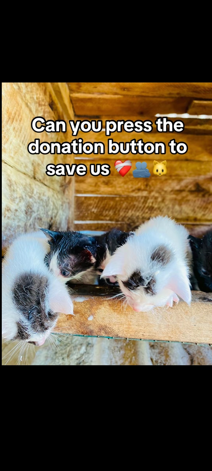 TERRIBLE SITUATION AT JOHNMARY DOGS AND PETS RESCUE SANCTUARY PLEASE HELP US!!!!!!???