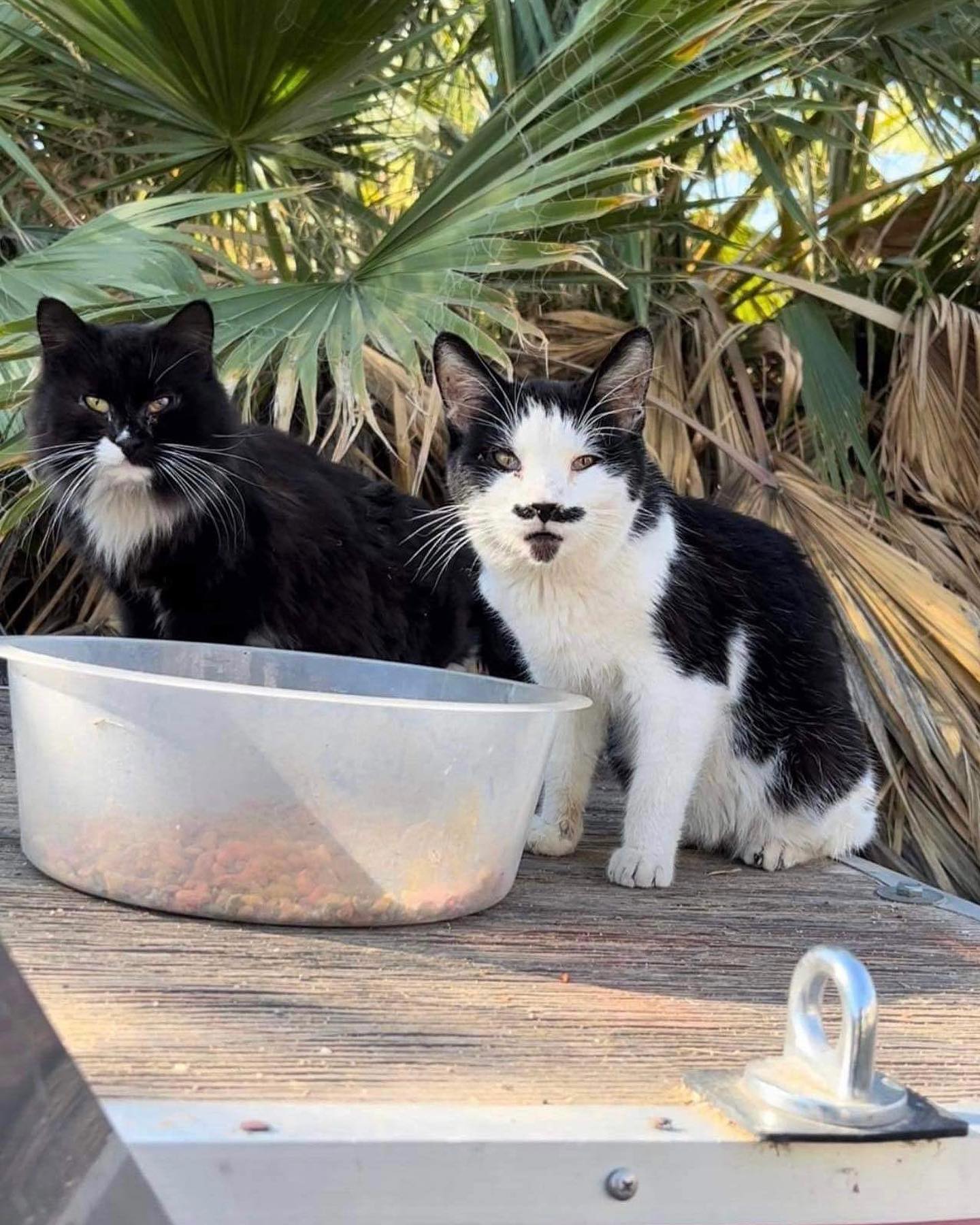 Support to provide a good shelter for our pets and caring for them