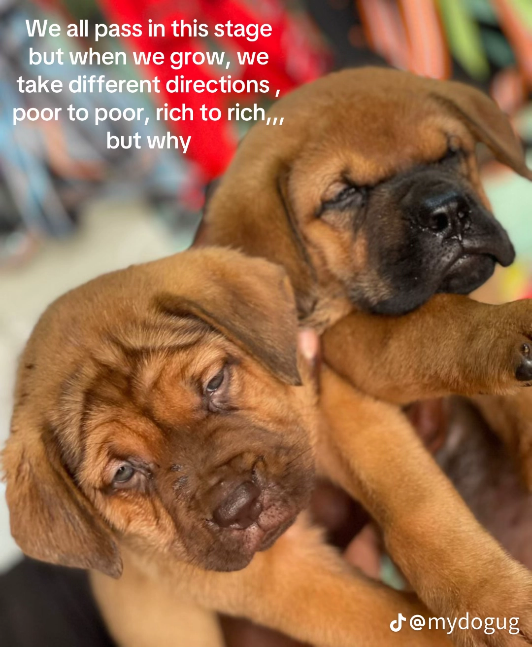 TERRIBLE SITUATION AT JOHNMARY DOGS AND PETS RESCUE SANCTUARY PLEASE HELP US!!!!!!???