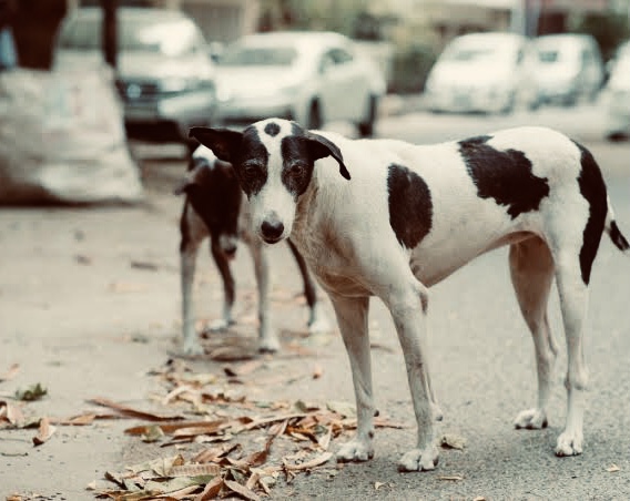 The Stray Dogs of Soroti