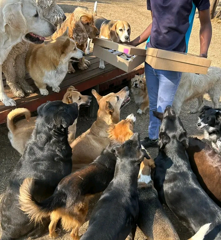 STARTING UP A NEW SHELTER FOR THE STRANDED DOGS